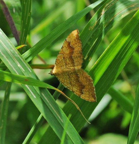 Réf. 327 899 : Camptogramma bilineata